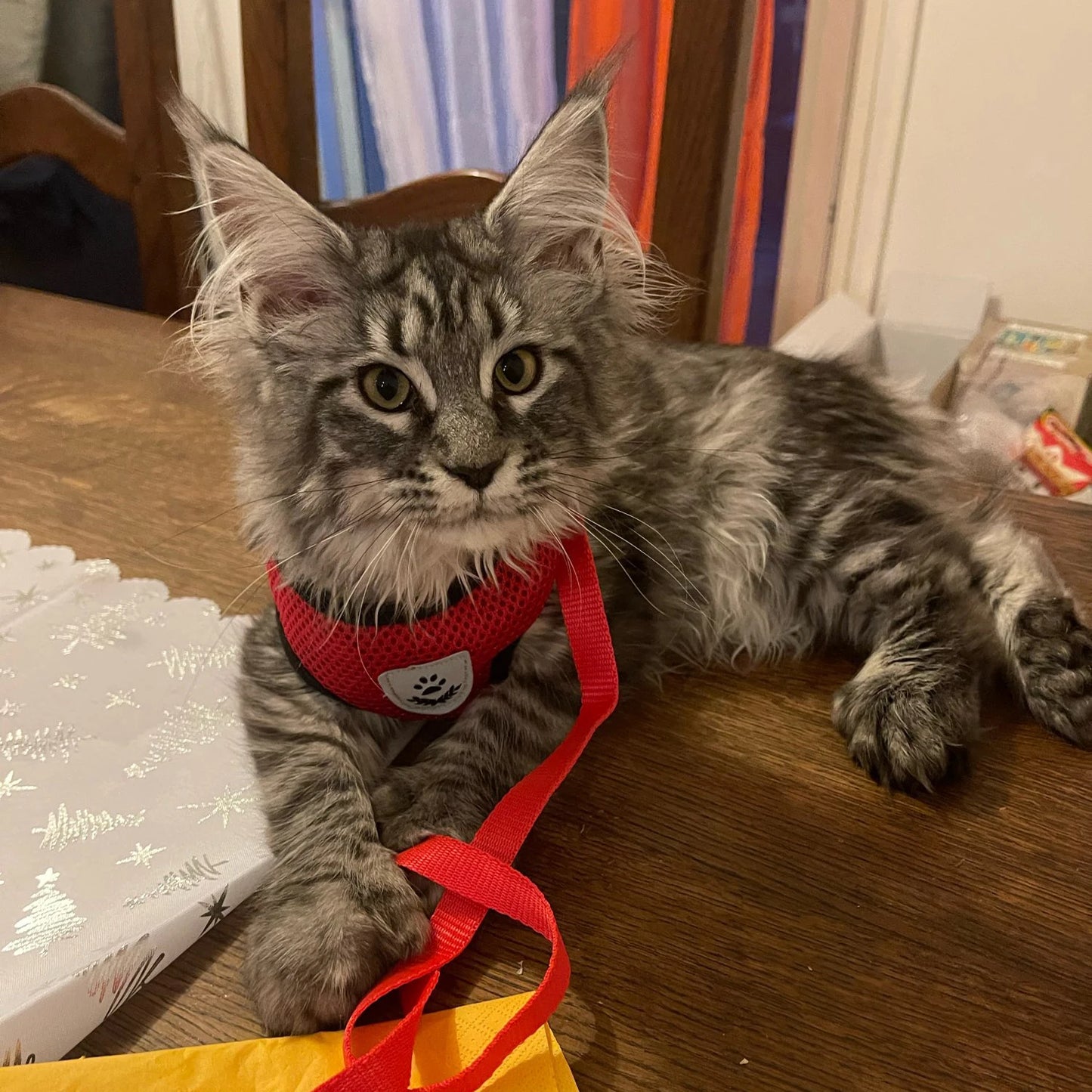 Dog and cat harness Adjustable Vest Walking Traction Rope Set for Dog Collar Breathable Mesh Harness for Small Medium Cat Dog Pet Lead
