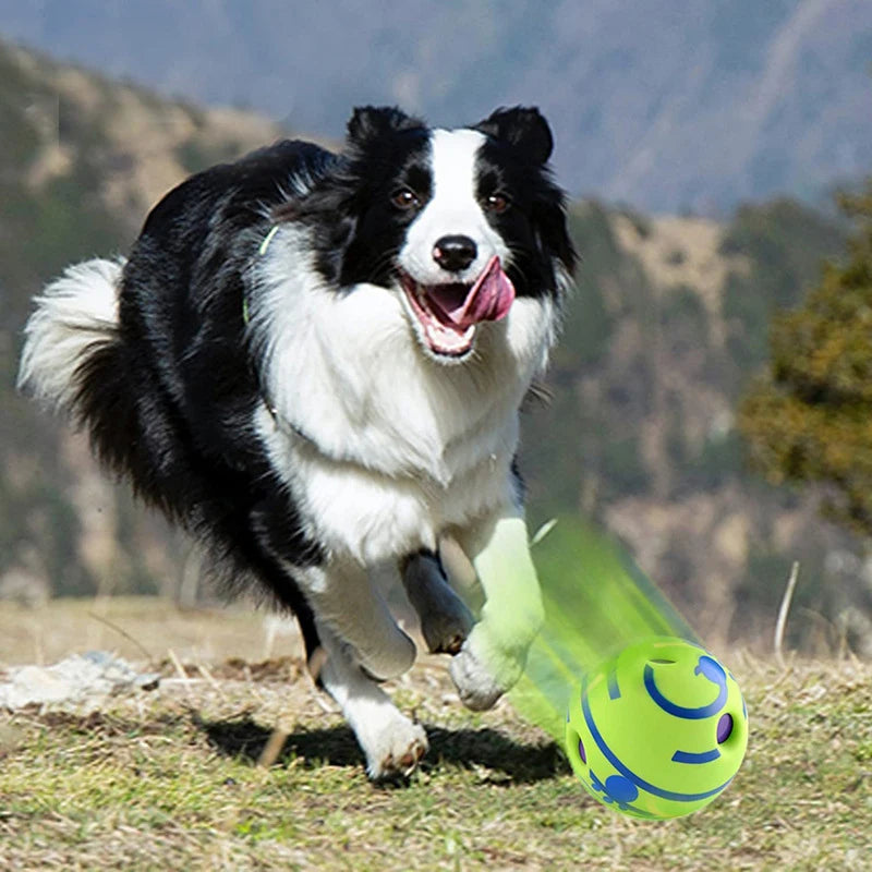 Toy for dogs, a ball that attracts the dog's attention.